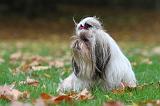 SHIH TZU 120